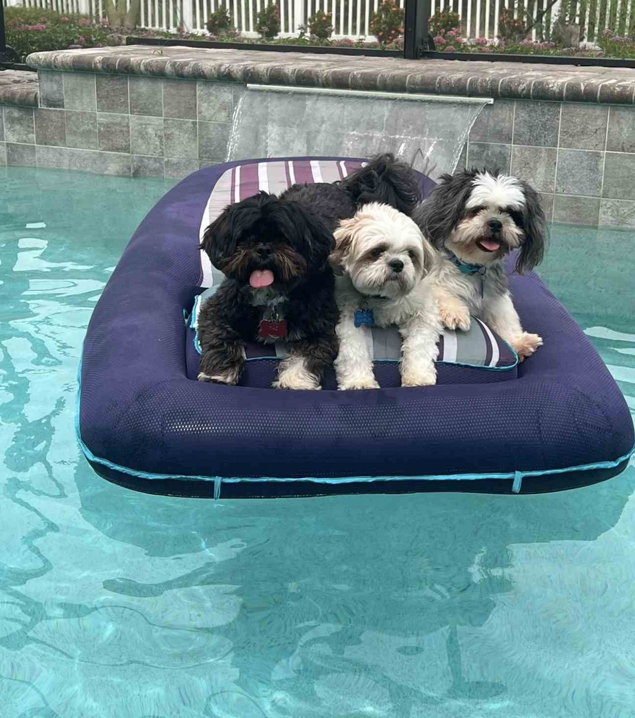 The real dogs behind the D-Squad on a pool float